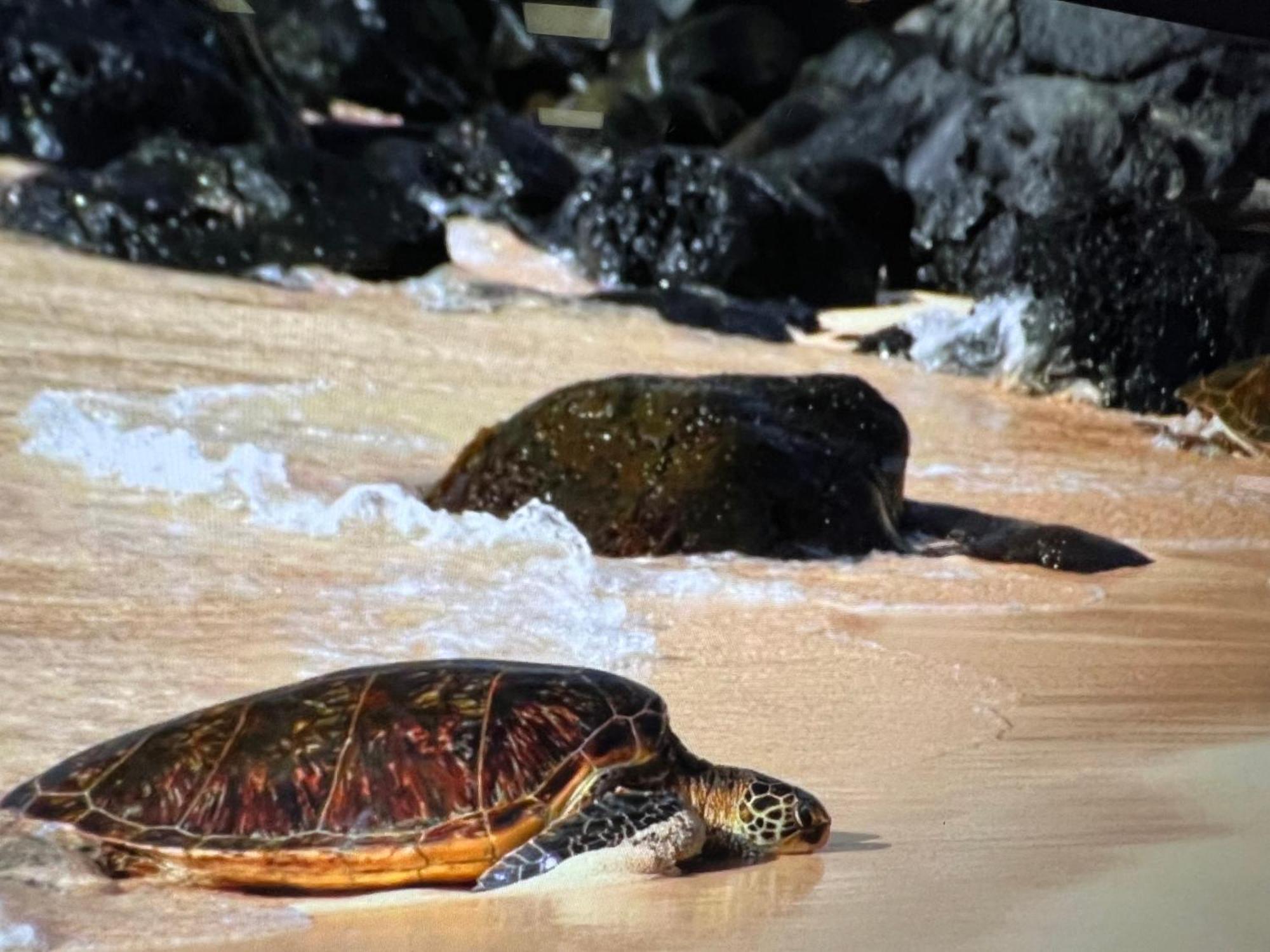 Kaanapali'S Royal Luxury Plantation Beach & Golf Estate Luaran gambar